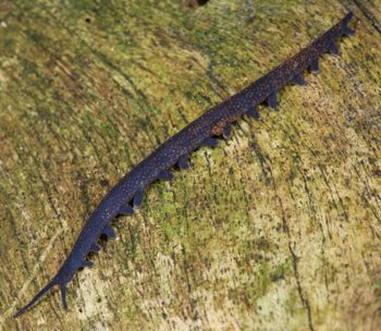 Media type: image; Invertebrate Zoology 29204
